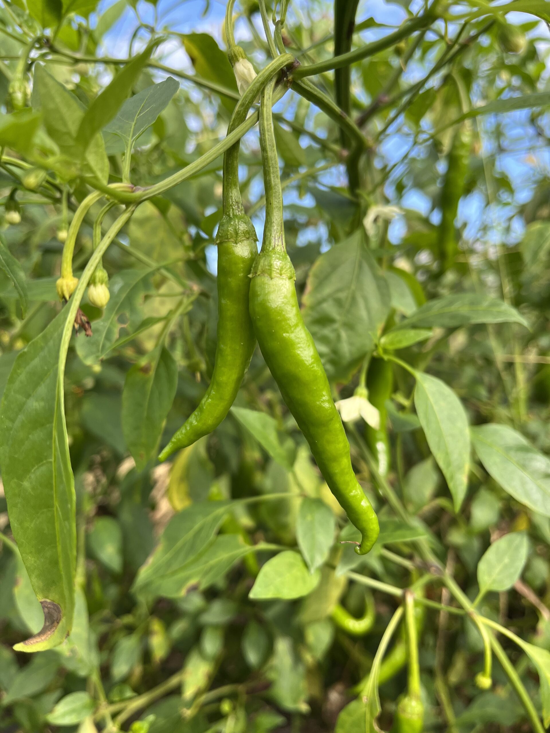 畑で野菜の収穫体験