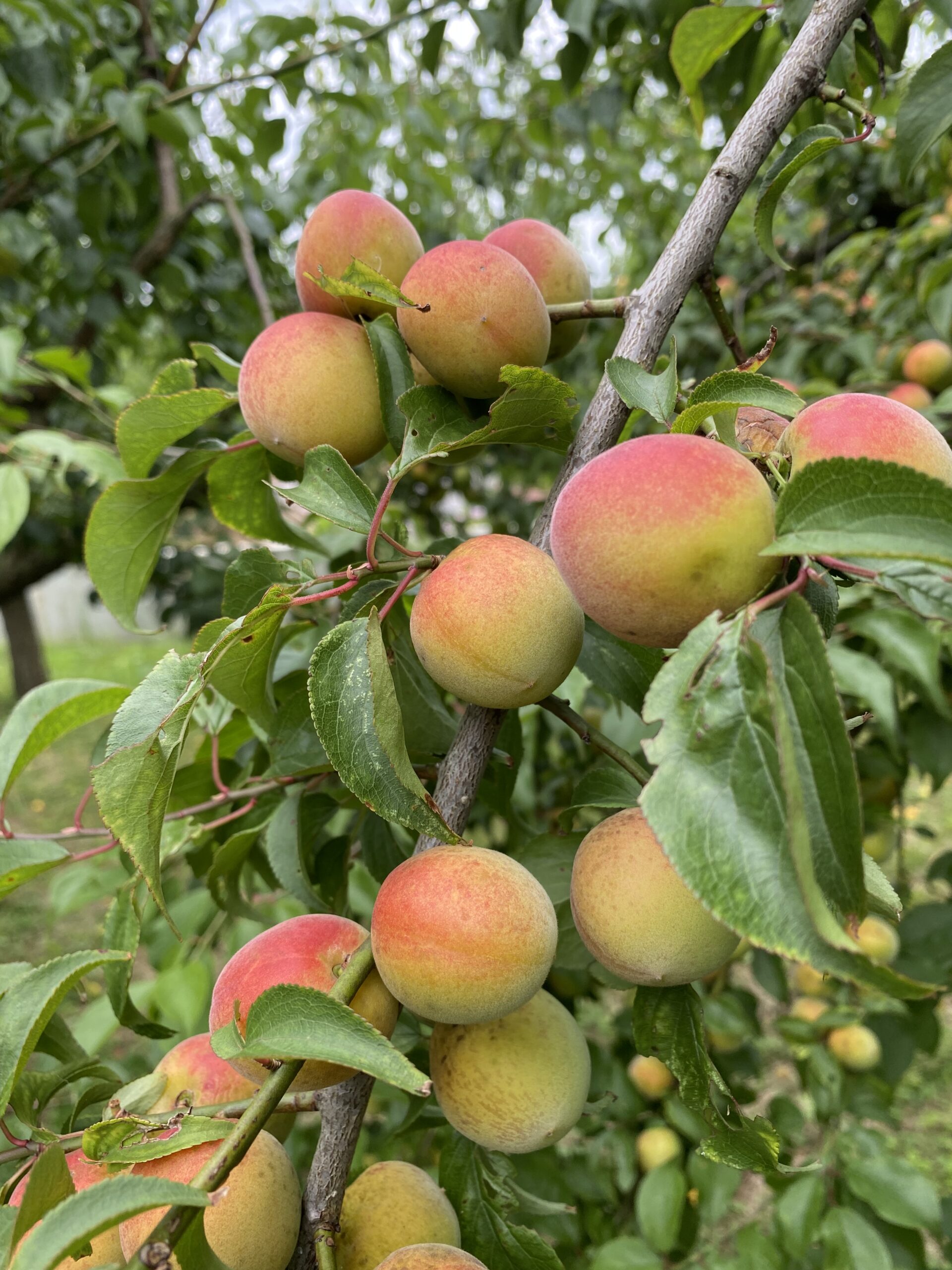 梅の収穫（５月下旬〜６月末）